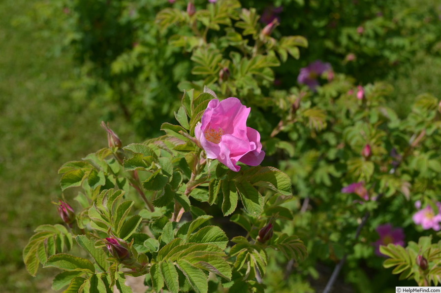 'Lac Majeau x Ross Rambler #3' rose photo