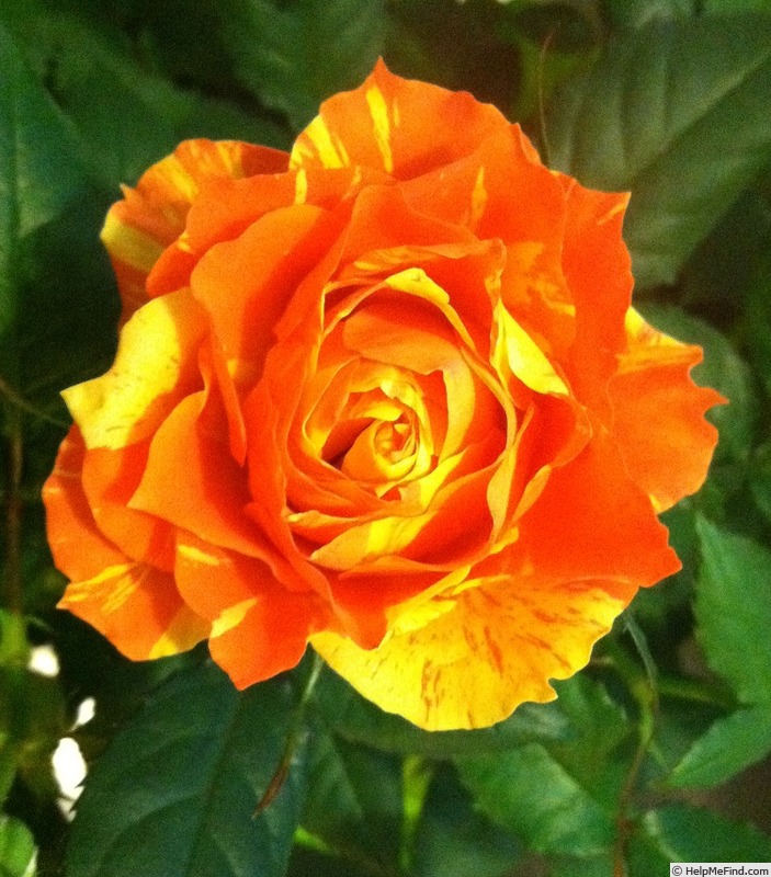 'Hocus Pocus Kordana ®' rose photo