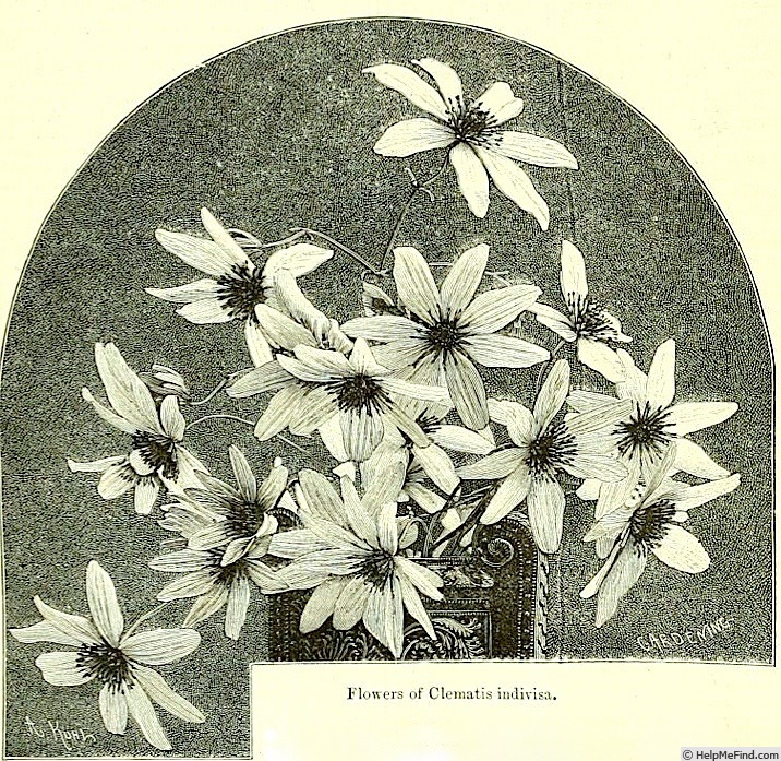 '<i>C. indivisa</i> Willd.' clematis photo