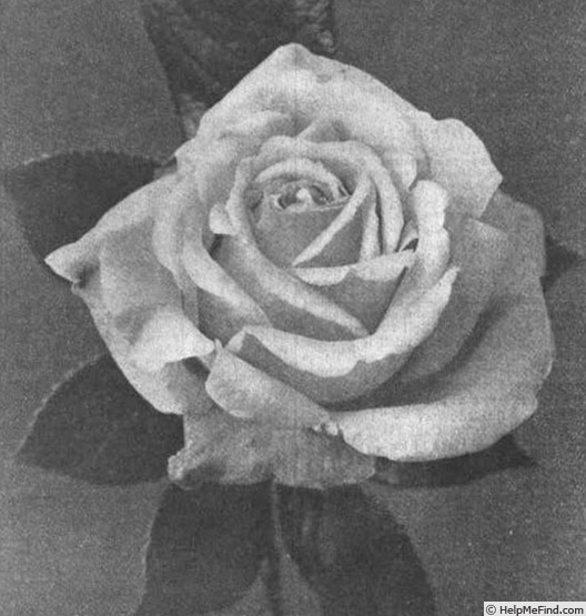 'Monsieur Bunel' rose photo