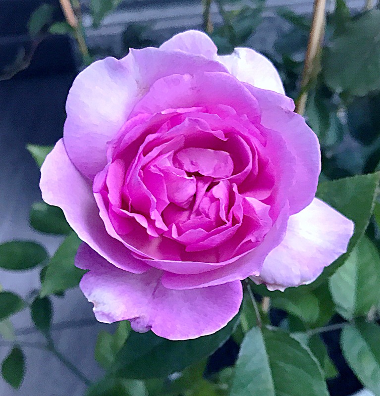 'Yumeka' rose photo