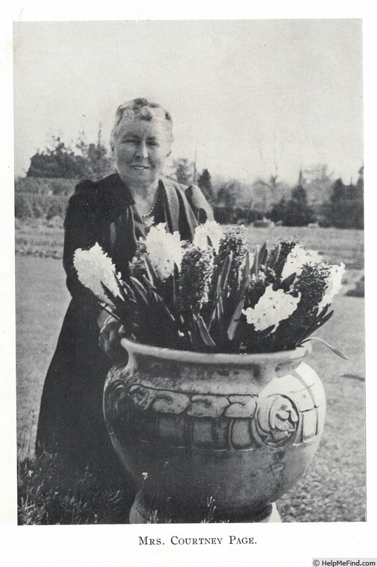 'Mrs. Courtney Page' rose photo