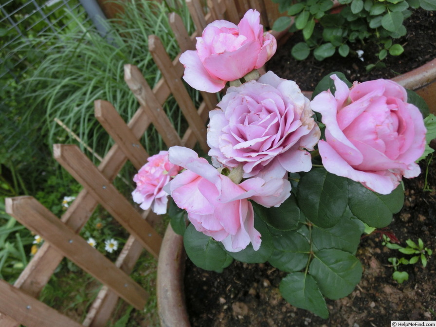 'Eisvogel ®' rose photo