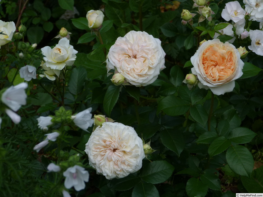 'Chippendale Gold' rose photo