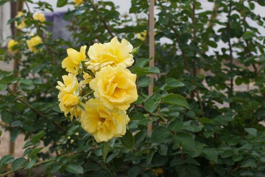 'Good Day Sunshine ™ (climber, Texas 2014)' rose photo