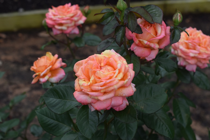 'Peach Swirl ™' rose photo