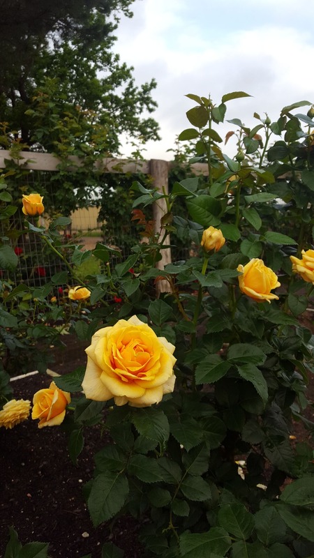 'St. Tropez' rose photo