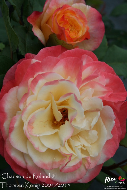 'Chanson de Roland ®' rose photo