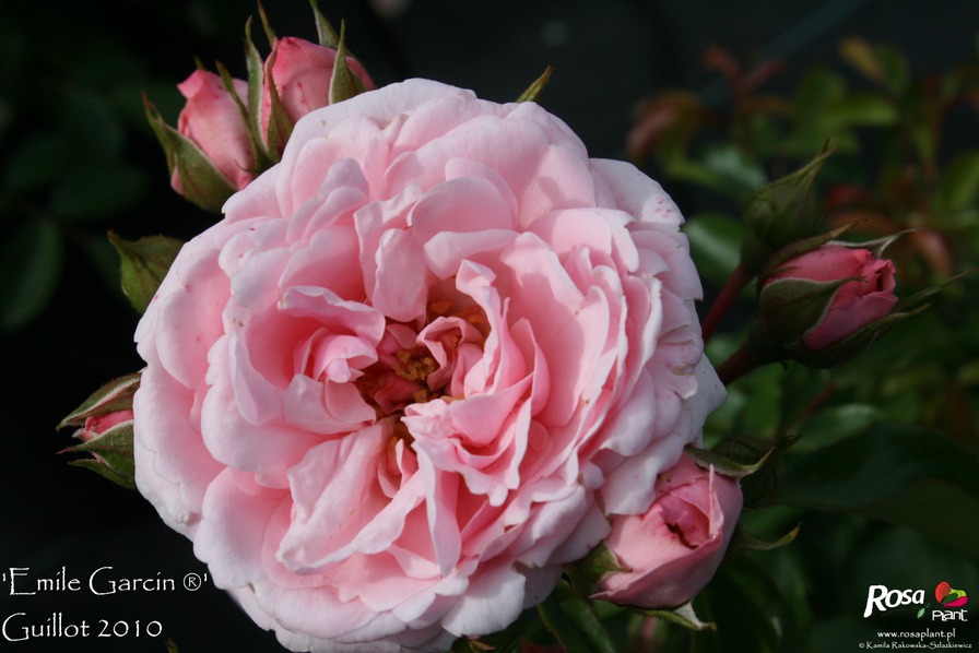 'Emile Garcin ®' rose photo