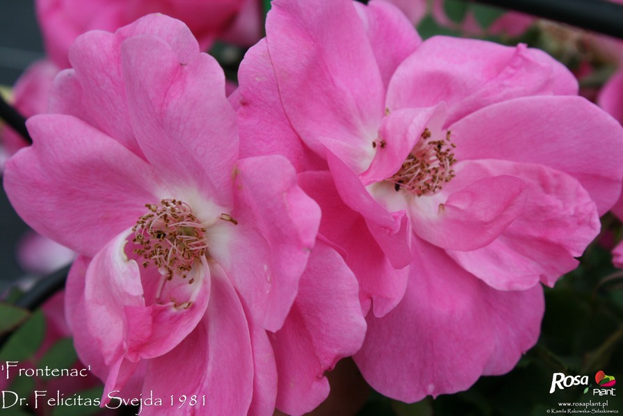 'Frontenac' rose photo