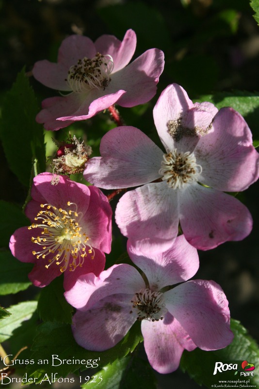 'Gruss an Breinegg' rose photo