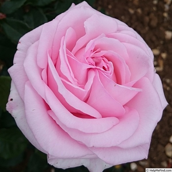 'Hamilton Princess' rose photo