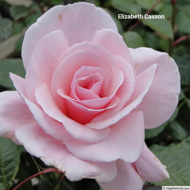'Elizabeth Casson' rose photo