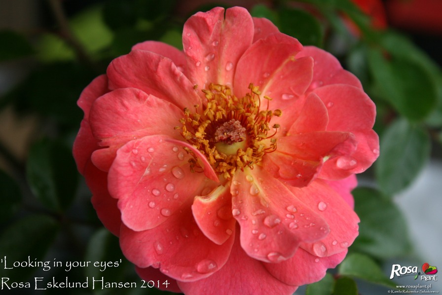 'Looking in your eyes™ Plant'n'relax®' rose photo