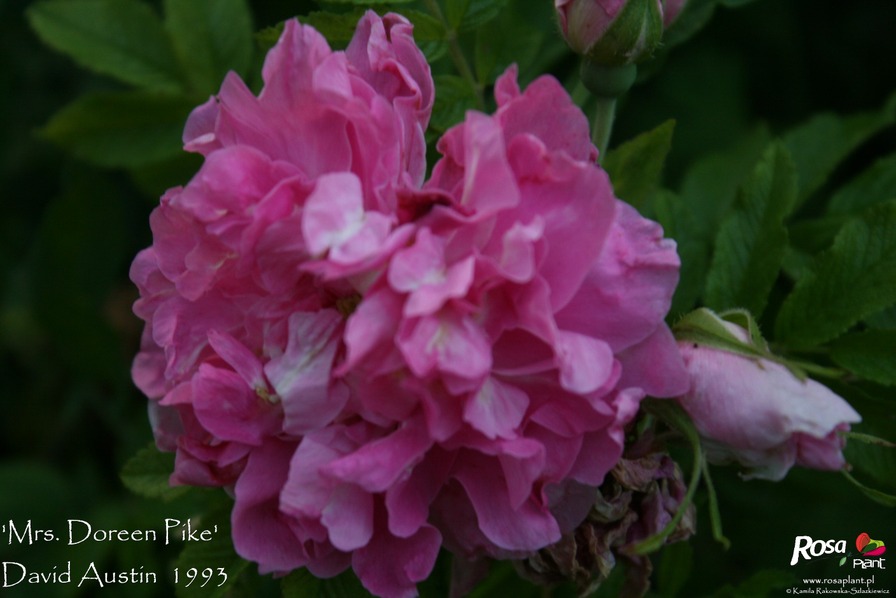 'Mrs. Doreen Pike' rose photo