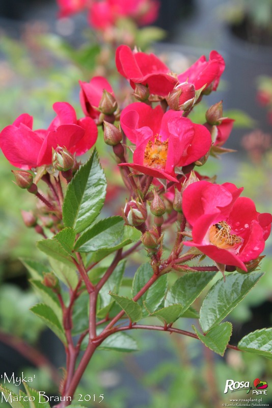 'Myka' rose photo