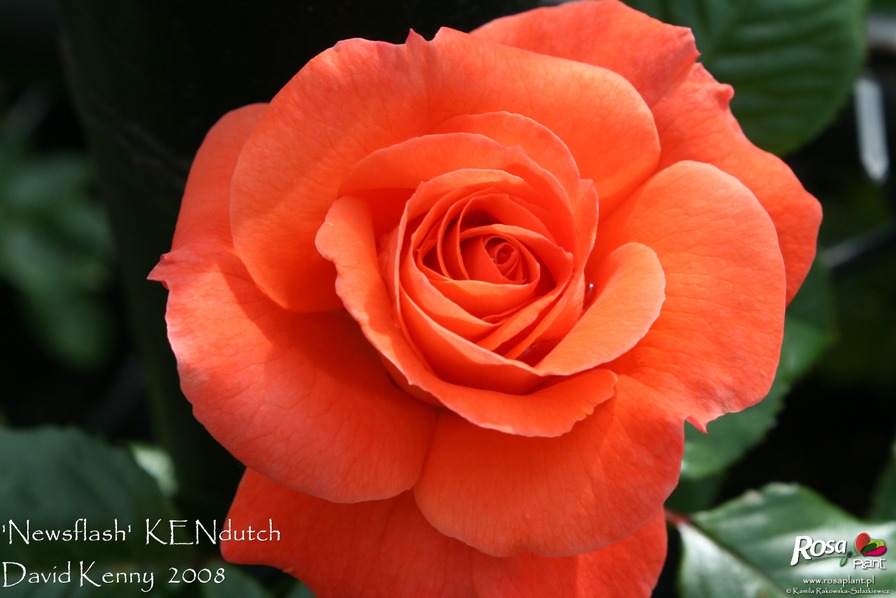 'Newsflash' rose photo