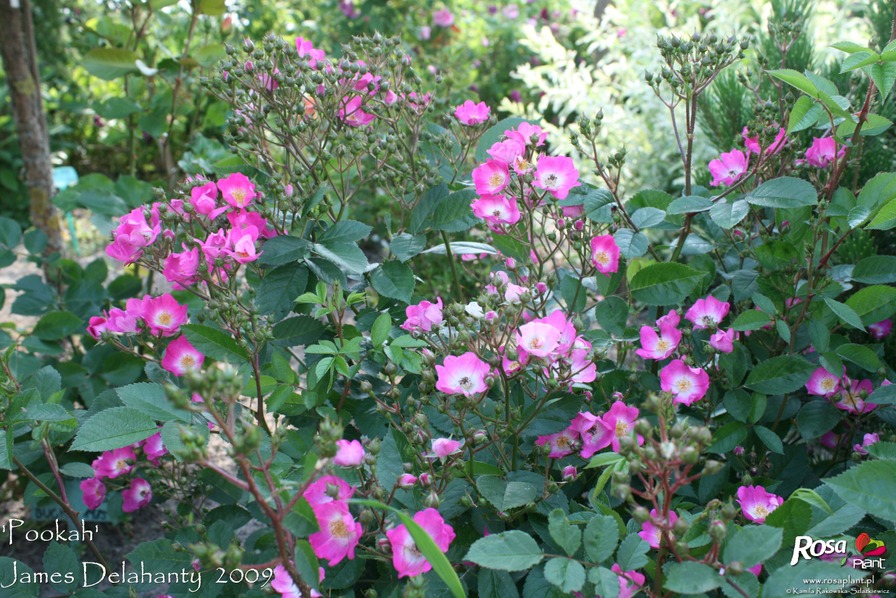 'Pookah' rose photo