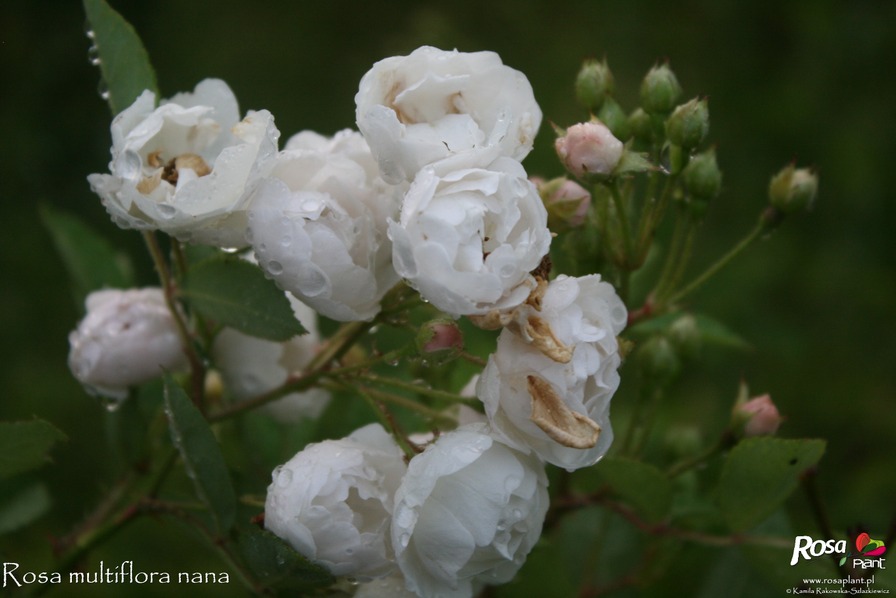 'R. multiflora nana' rose photo