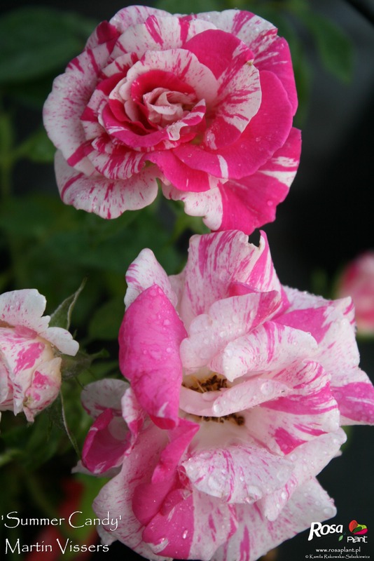 'Summer Candy' rose photo