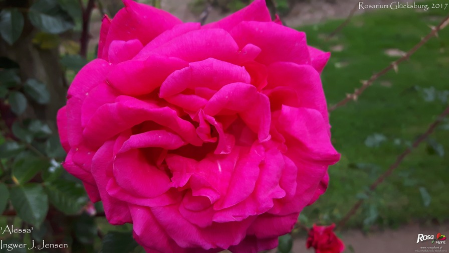 'Alessa' rose photo
