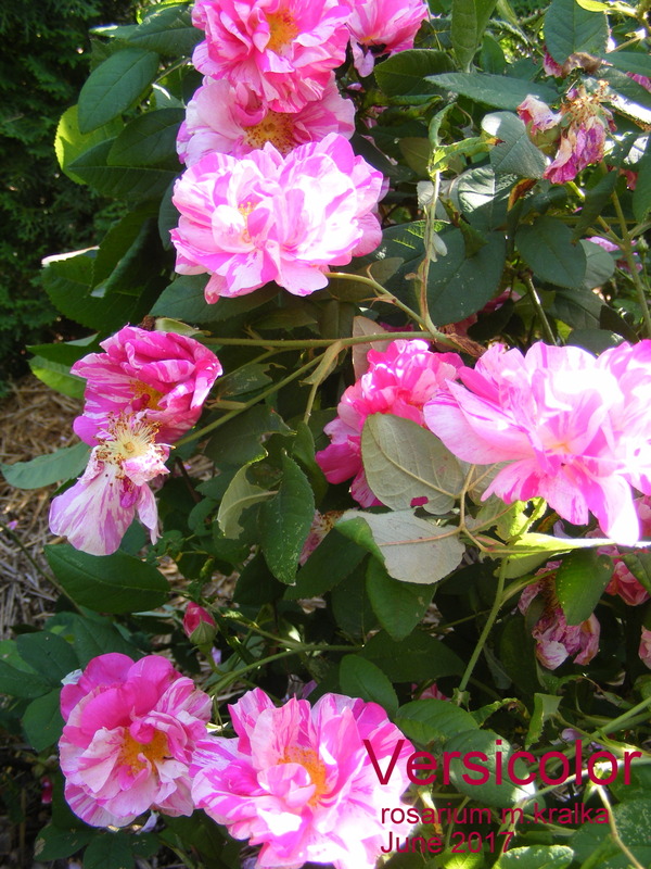 'Versicolor (gallica, unknown, before 1658)' rose photo