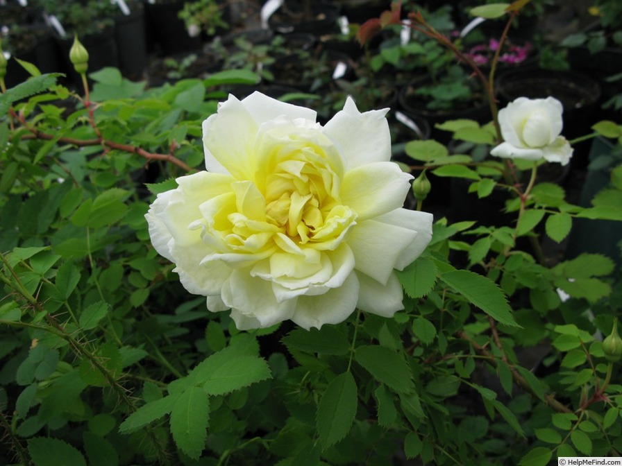 'Kindarosen' rose photo