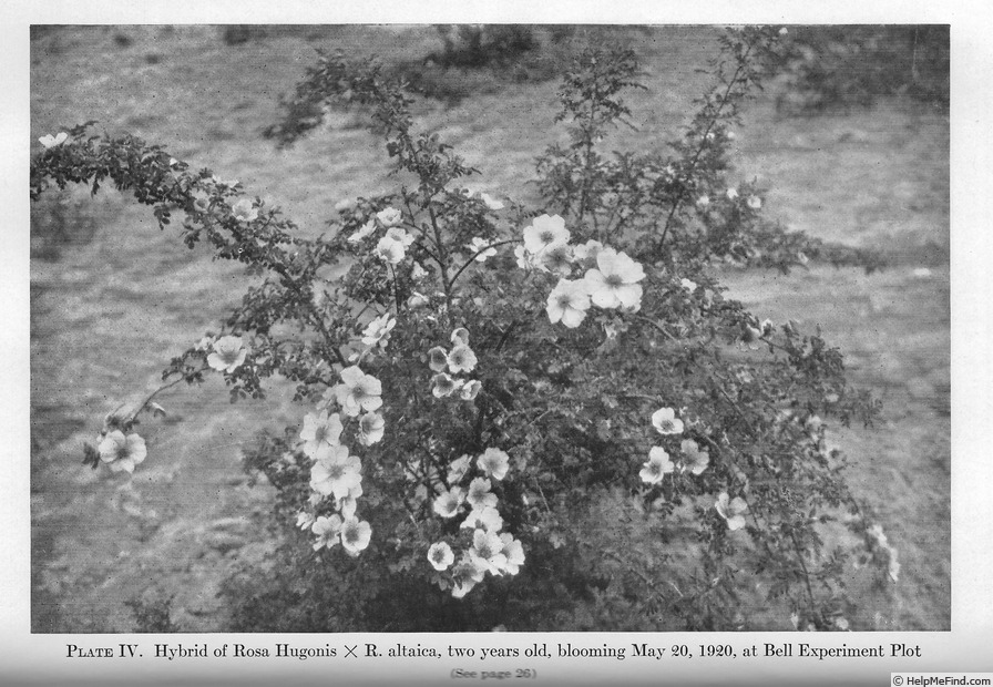 'Rosa hugonis X Rosa spinosissima var. altaica' rose photo