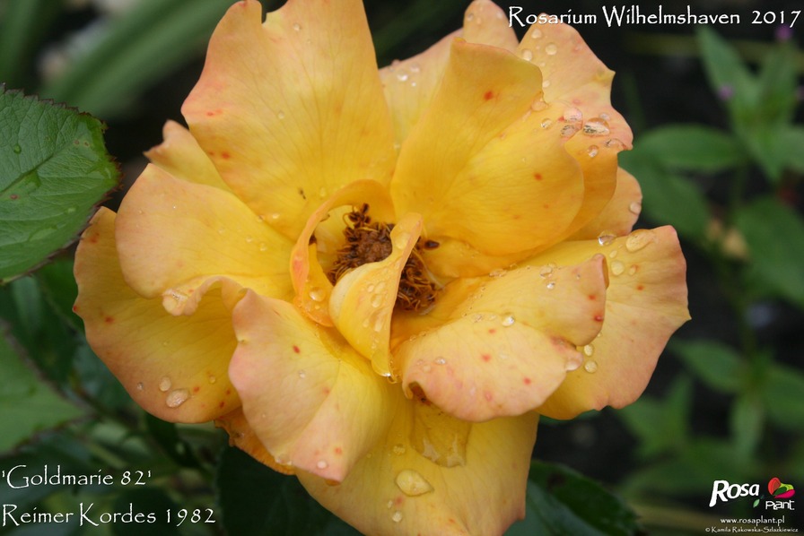 'Goldmarie (floribunda, Kordes, 1982)' rose photo