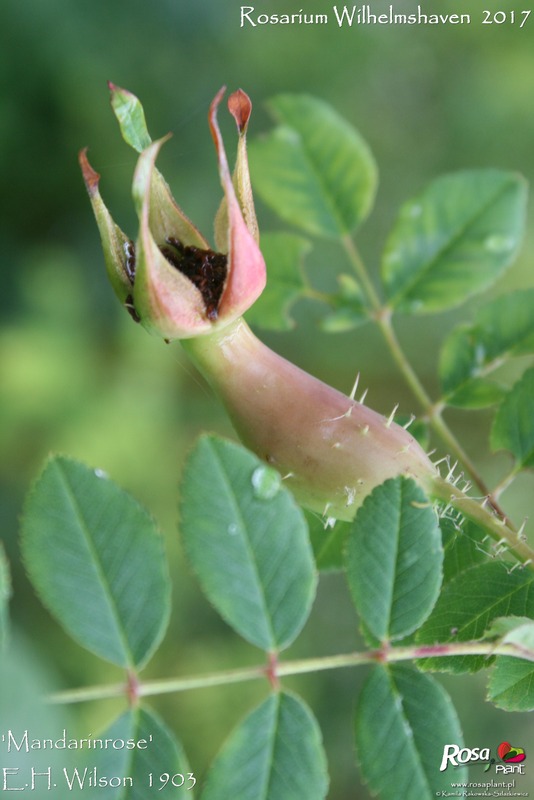 'Mandarinrose' rose photo