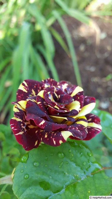 'Abracadabra (floribunda, Kordes, 2001)' rose photo