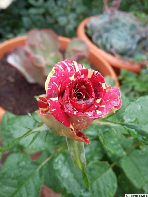 'Abracadabra (floribunda, Kordes, 2001)' rose photo