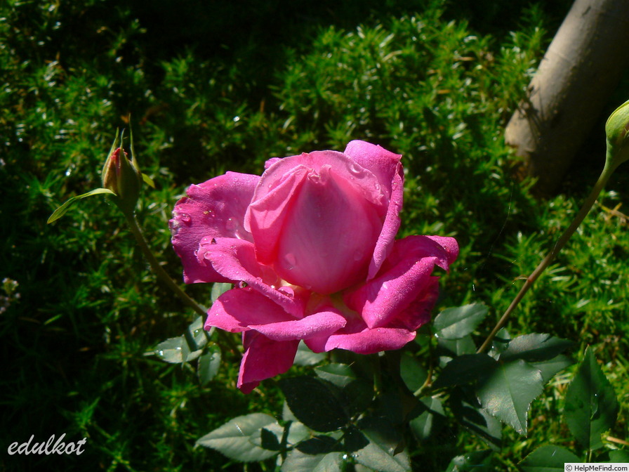 'Souvenir de François Gaulain' rose photo