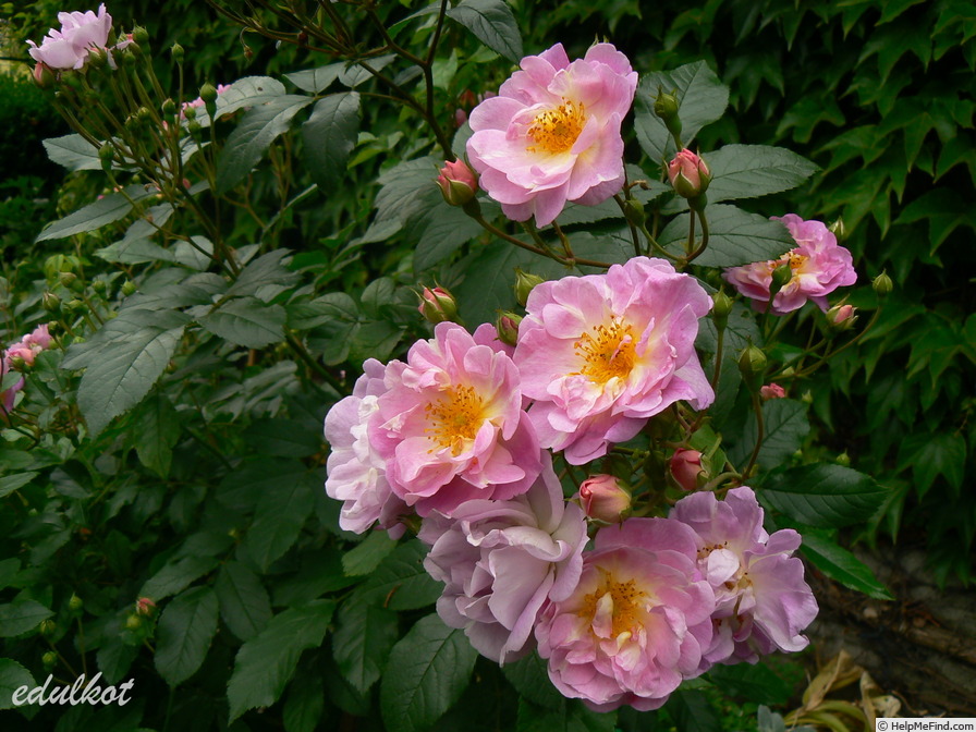 'Souvenir de Greuville' rose photo