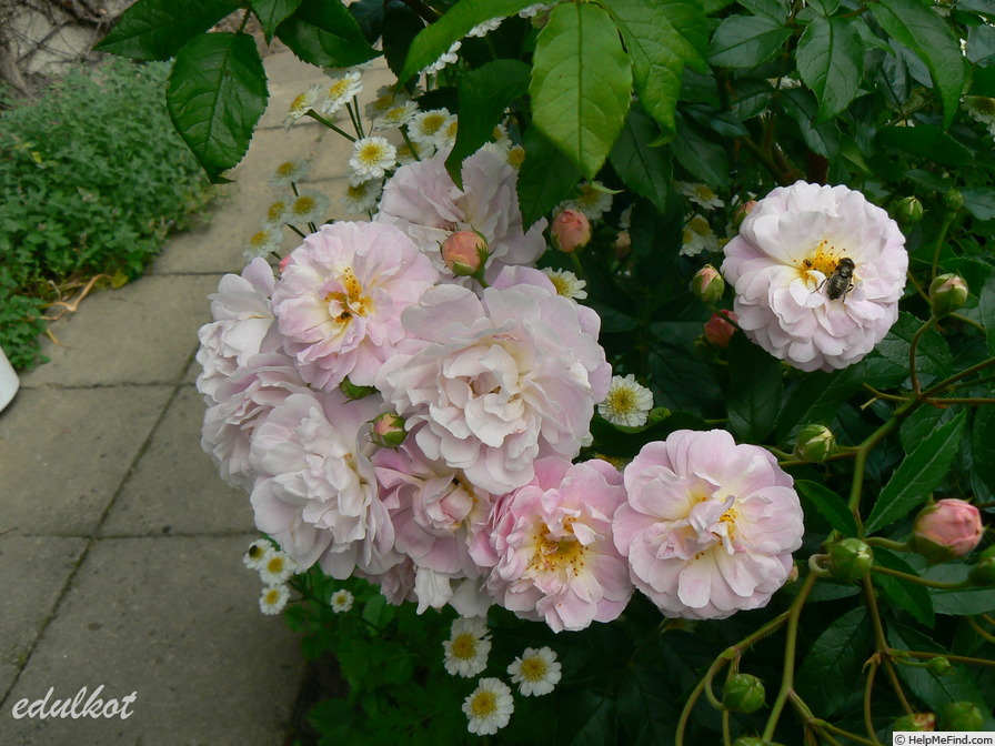 'Souvenir de Greuville' rose photo