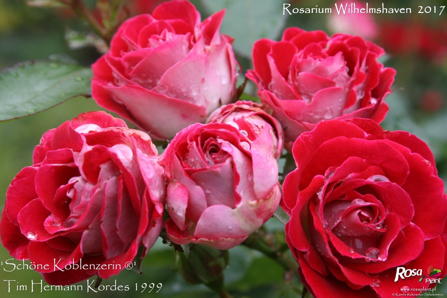 'Schöne Koblenzerin ®' rose photo