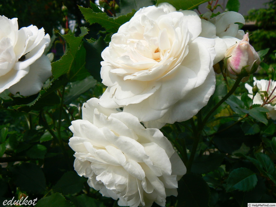 'Souvenir de la Malmaison jaune' rose photo