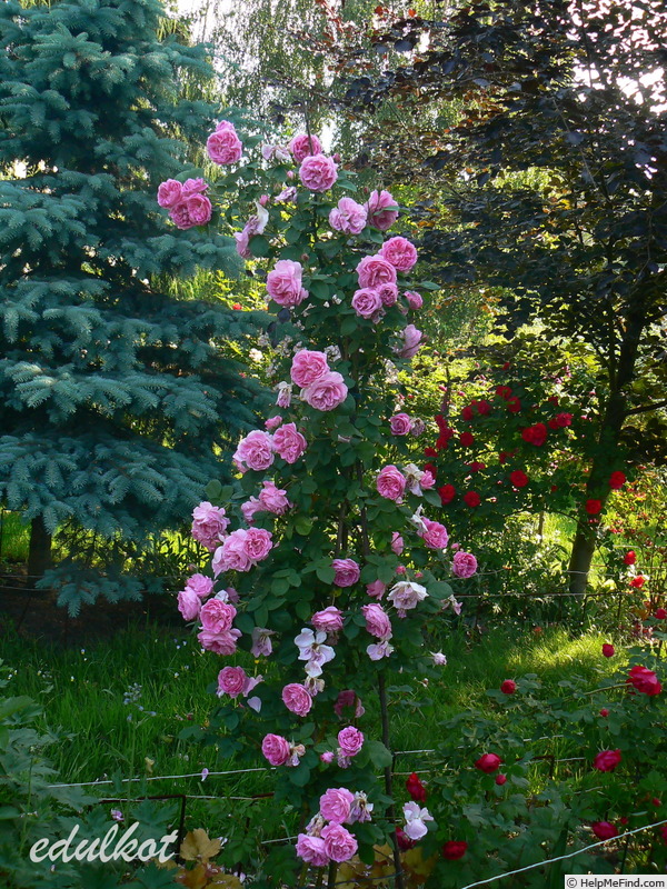 'Souvenir de la Princesse de Lamballe' rose photo