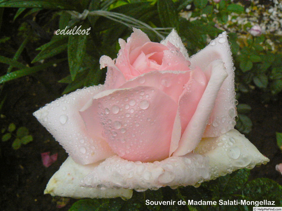 'Souvenir de Madame Salati-Mongellaz' rose photo