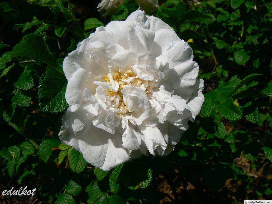 'Souvenir de Philémon Cochet' rose photo