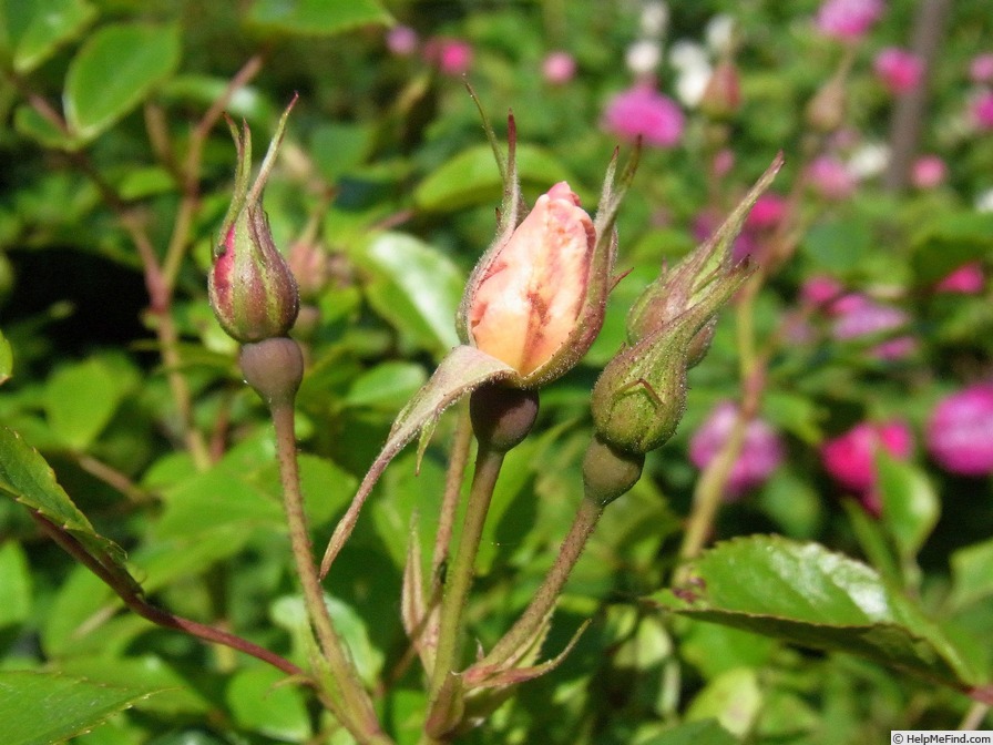 'Hacovara' rose photo