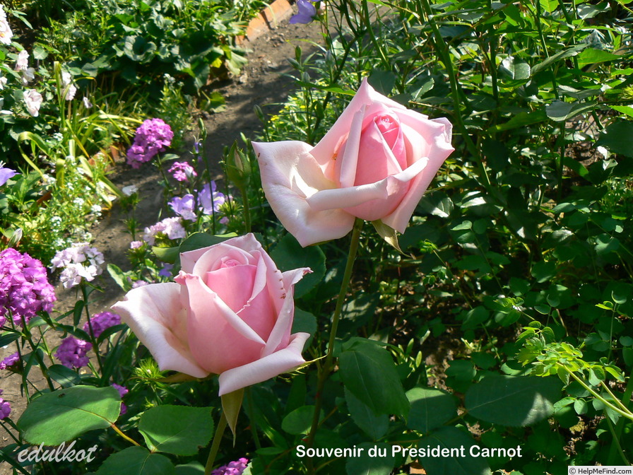 'Souvenir du Président Carnot' rose photo