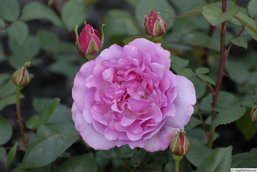 'Mr. Darcy' rose photo