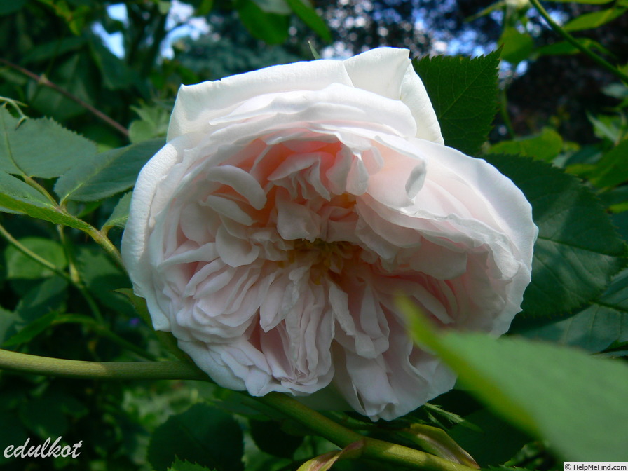 'Aennchen von Tharau (climber, Geschwind, 1885)' rose photo