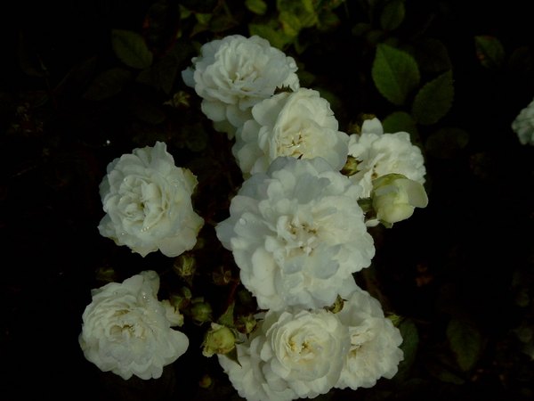 'Prince Jean de Luxembourg' rose photo