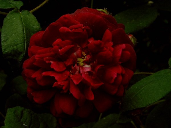 'William Grow' rose photo