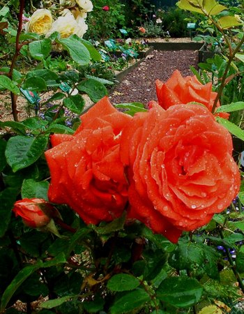 'Laura '81' rose photo