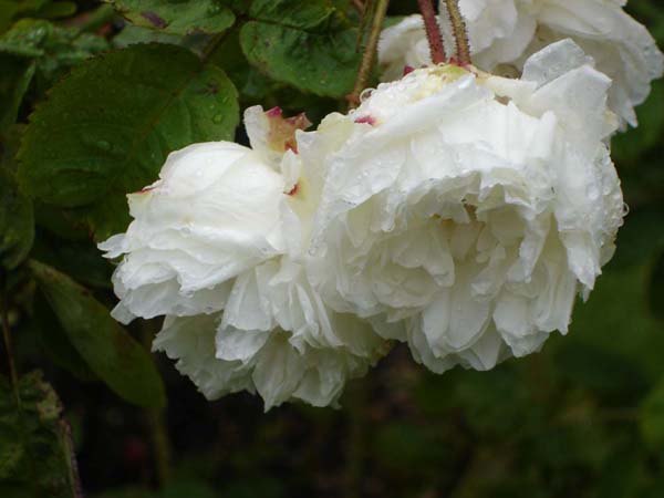 'Blanche Unique' rose photo