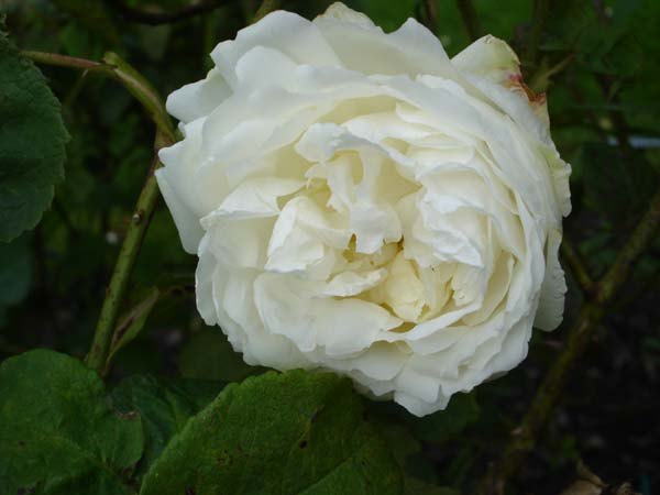 'Blanche Unique' rose photo