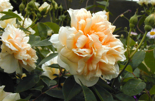 'William Allen Richardson' rose photo